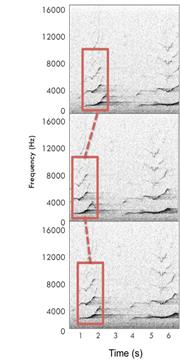 chart of sound frequency and timing