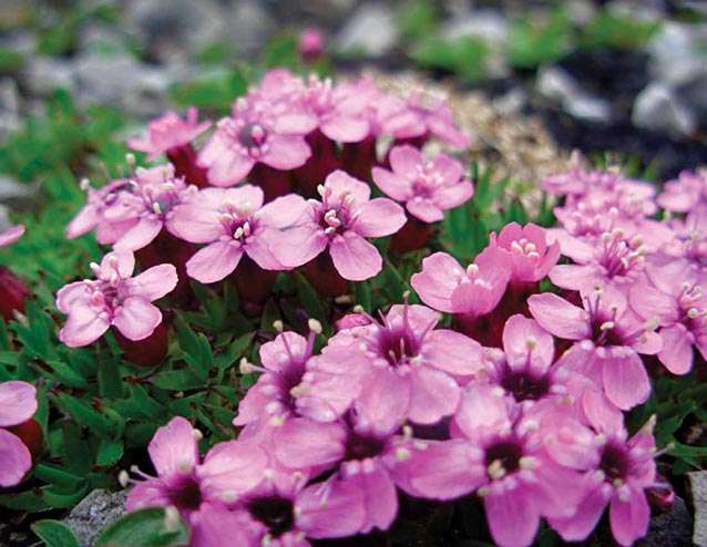 closeup of tiny flowers with pink petals