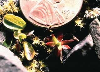 closeup of a tiny flower dwarfed by a penny