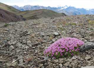 a cluster of tiny pink flowers