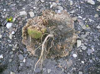 upside down plant showing a long taproot