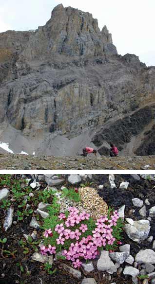scenic image of people near a large rock and a closeup of pink flowers