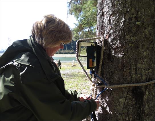 woman checks bat detector on tree