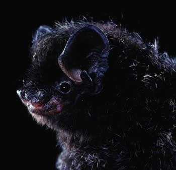bat head bat head