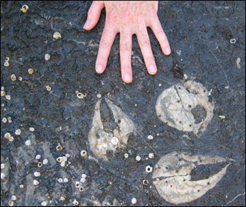 human hand next to bivalve fossils
