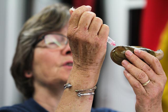 a woman sticking a needle into a clam a woman sticking a needle into a clam