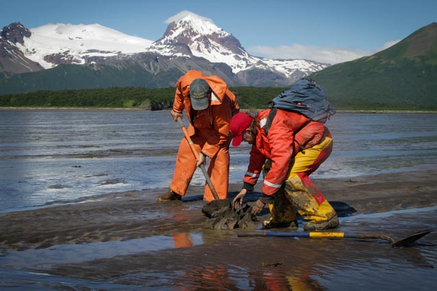 two people digging in a sandy beach two people digging in a sandy beach