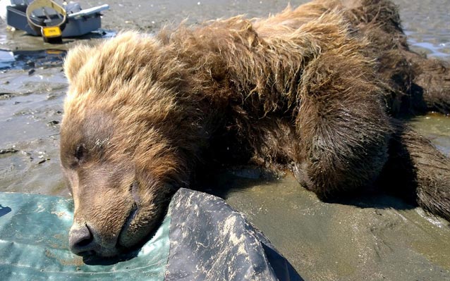 a bear lying unconscious on a sandy beach a bear lying unconscious on a sandy beach