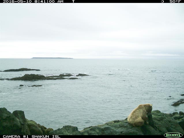 a bear sitting on rocks by the ocean eating an otter a bear sitting on rocks by the ocean eating an otter