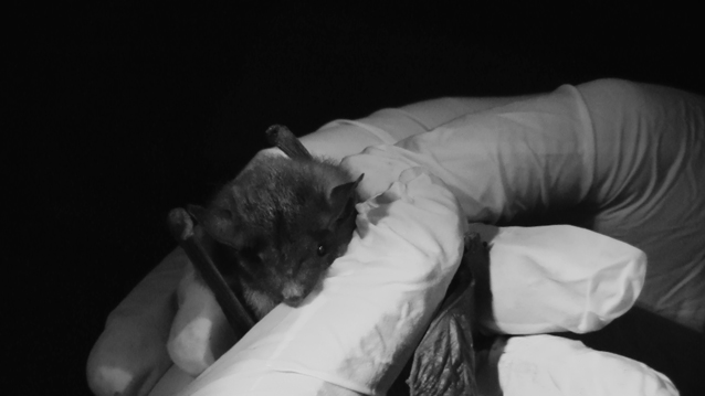 A biologist wears latex gloves while holding a juvenile, male big brown bat.