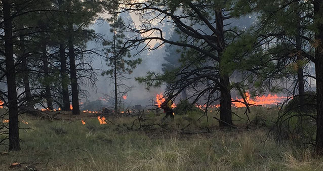 Firefighter walks along the fireline, using a handheld driptorch to conduct a burnout operation. Firefighter walks along the fireline, using a handheld driptorch to conduct a burnout operation.