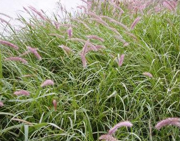 Buffelgrass Buffelgrass