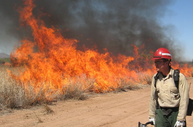 Fire crew member watches burning buffelgrass from across a dirt road