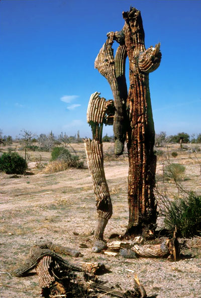 Fire damaged saguaro cacti Fire damaged saguaro cacti
