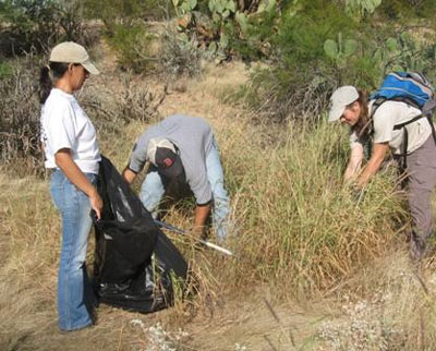 People manually pulling up buffelgrass