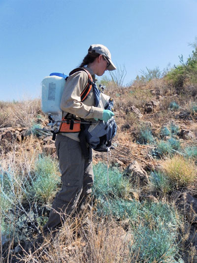 Person applying targeted herbicide to a buffelgrass infestation