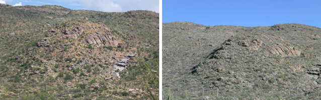 Javalina Hill in 2007 (left) and 2010 (right). Golden buffelgrass is clearly visible in 2007. Javalina Hill in 2007 (left) and 2010 (right). Golden buffelgrass is clearly visible in 2007.