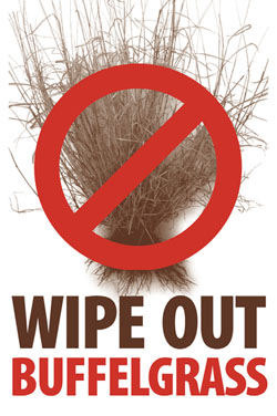 Wipe out buffelgrass Wipe out buffelgrass