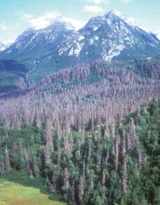 dead spruce trees with a mountain in the background