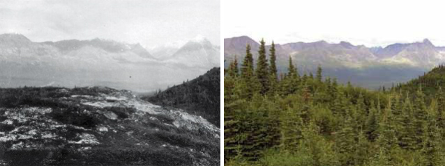 two photographs showing an increase in trees in one location