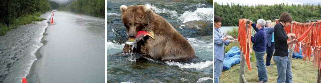 three photos showing a flooded road, a bear with a salmon, and women processing salmon fillets