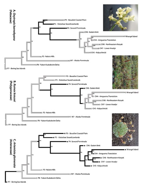 three flow charts and pictures of plants three flow charts and pictures of plants