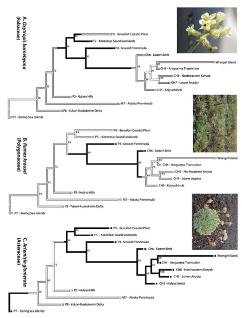 three flow charts and pictures of plants