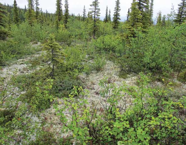 a mixed forest of bushes and spruce trees