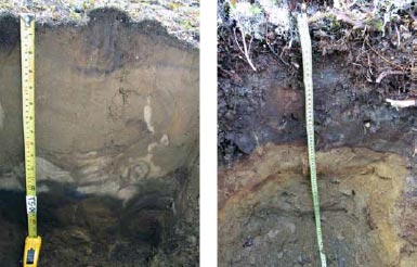 images of tape measures in soil pits images of tape measures in soil pits