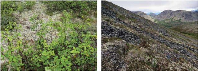 two images of a shrubby landscape and a tree-less hillside