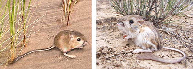 Photos of an Ord's kangaroo rat (left) and a Merriam's kangaroo rat (right)