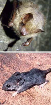 Photos of an Eastern pipistrelle (top) and a cactus mouse (bottom)