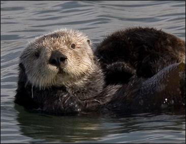 sea otter floats on ocean