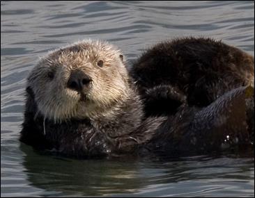 sea otter floats on ocean sea otter floats on ocean