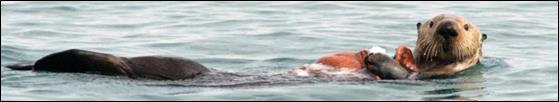 sea otter floating on ocean with seastar in hand sea otter floating on ocean with seastar in hand