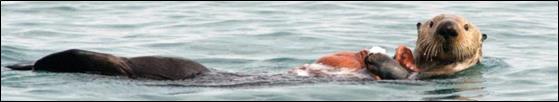 sea otter floating on ocean with seastar in hand