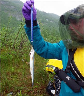 researcher holds fish on vertical weight scale