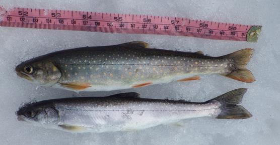 two fish laid out next to a ruler, measuring 8 inches