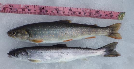 two fish laid out next to a ruler, measuring 8 inches two fish laid out next to a ruler, measuring 8 inches