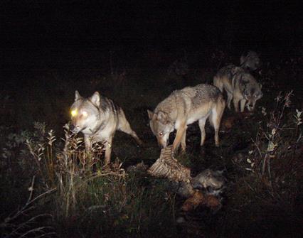 wolves feed on prey at night