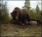 brown bear feeding on carcass brown bear feeding on carcass
