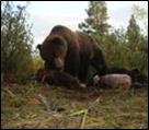 brown bear feeding on carcass