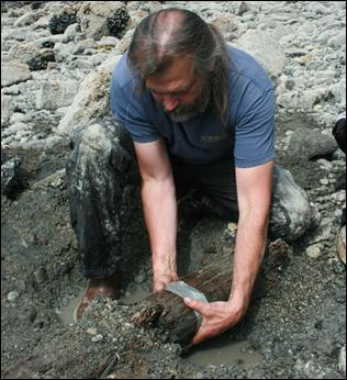 scientist pulls ancient stump from the ground