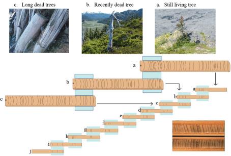 chart of how to match tree rings