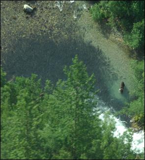 aerial photo of brown bear in river