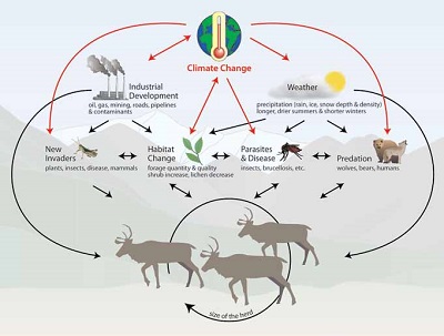 graphic shows climate change's effects on elements of the environment and caribou using arrows graphic shows climate change's effects on elements of the environment and caribou using arrows