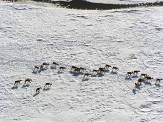 aerial view of a herd of caribou in the snow aerial view of a herd of caribou in the snow