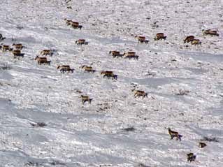 aerial view of caribou in the snow aerial view of caribou in the snow