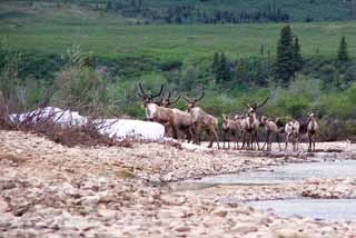 a herd of caribou crosses a gravel riverbed a herd of caribou crosses a gravel riverbed