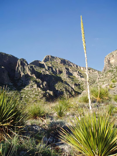 Vegetation and mountains under a clear blue sky